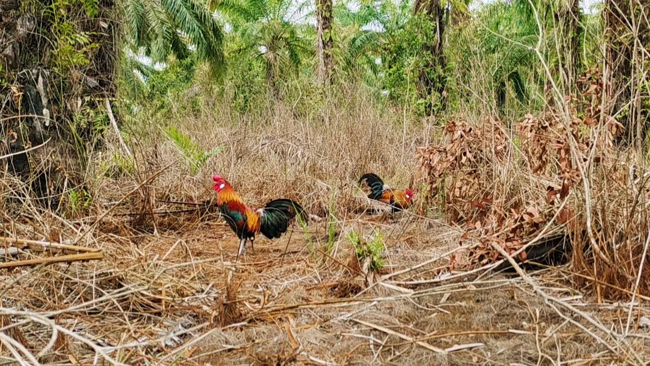KEGANASAN AYAM HUTAN MEMBUAT PIKAT BERGETAR