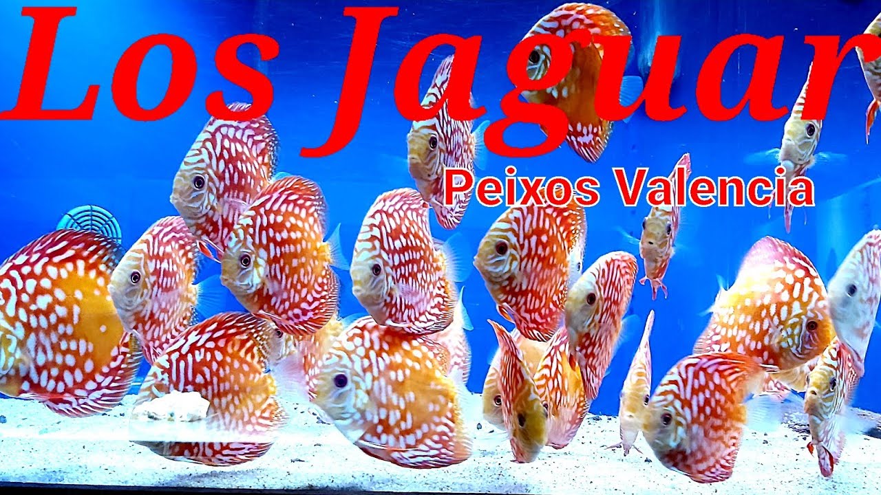 COMPRAR PECES DISCO JAGUAR | Peixos Valencia