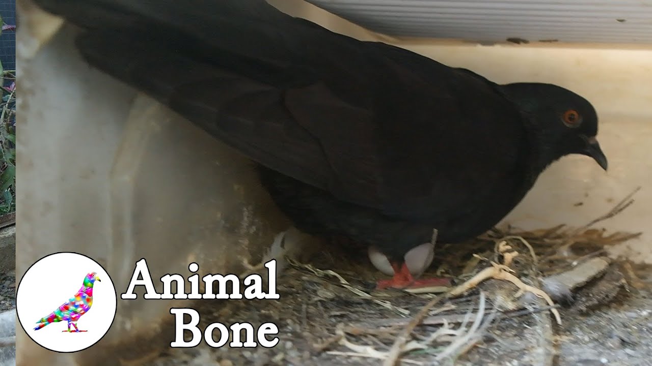Dove lay eggs | Mourning Dove and Mate Hatch Eggs | The Dodo Soulmates