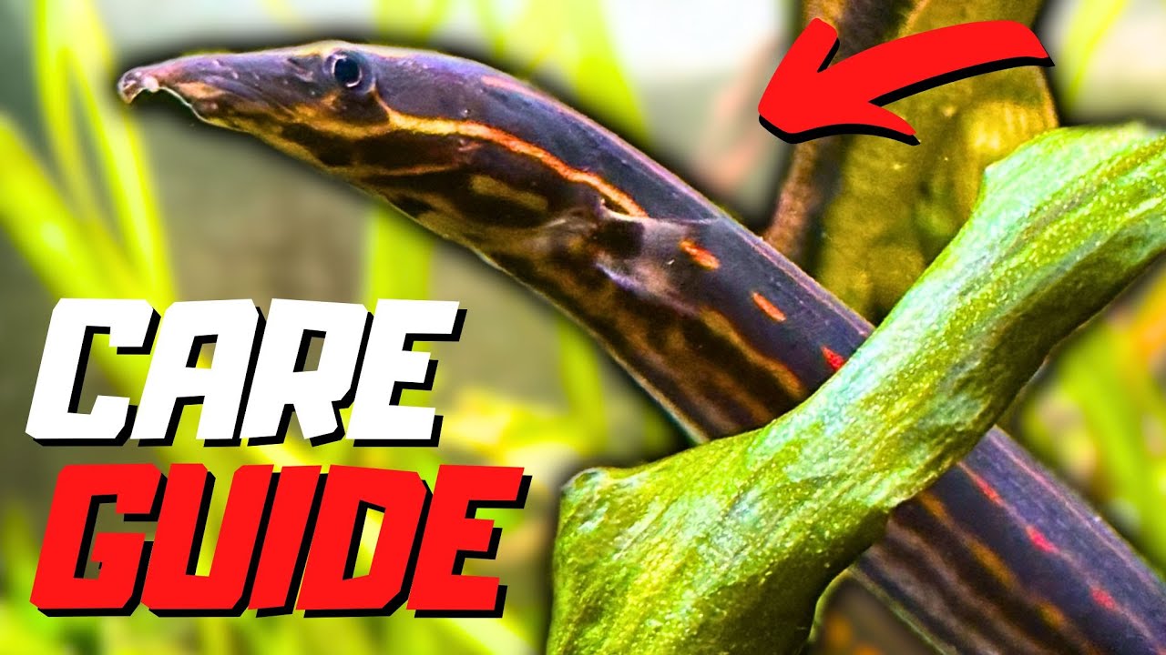 Fire Eel Care Guide | Mastacembelus Erythrotaenia