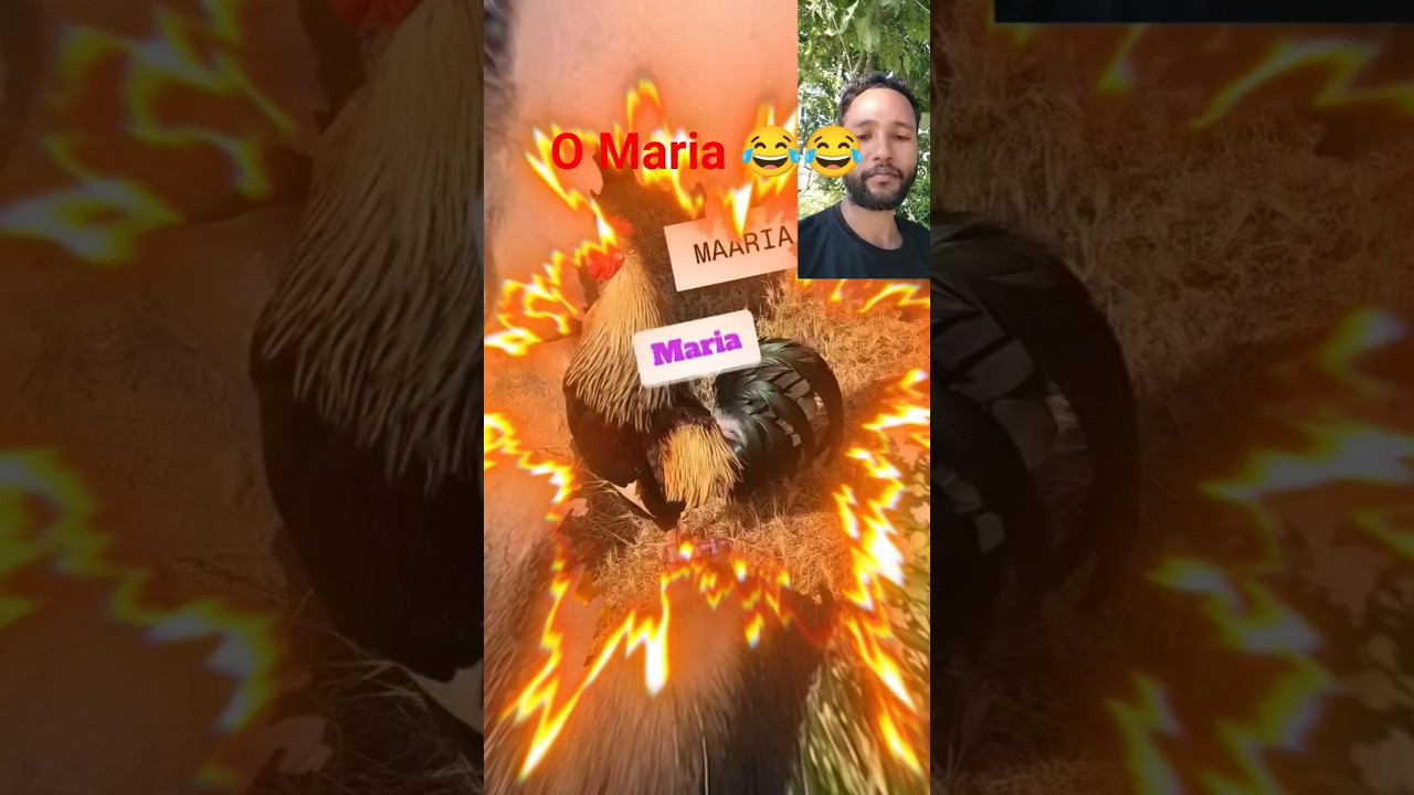 Omaria😂🐓🐓#shorts #shortsfeed#viral#viralvideo#shortsviral#omletarcade