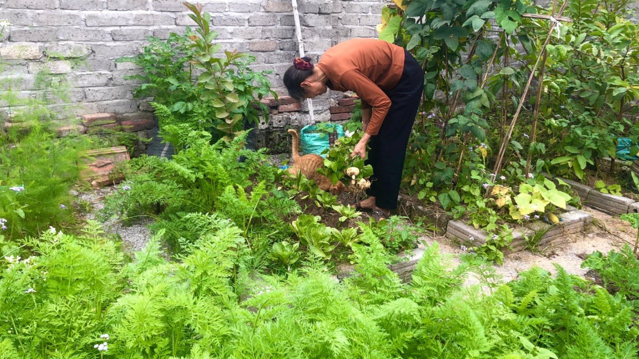 Một buổi đào củ trong vườn cùng meo meo 🐱🌱 - Harvesting Roots in the Garden with My Cat