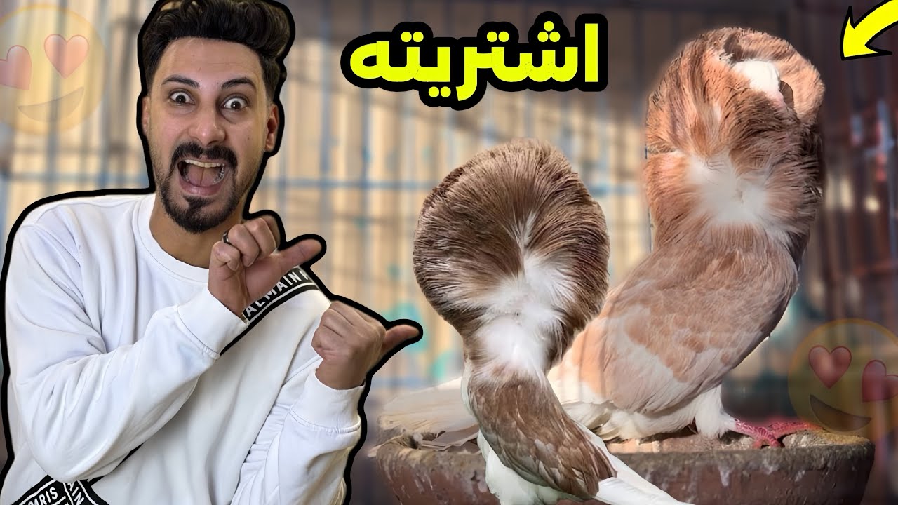اشتريت نتايه  أجمل أنواع الحمام وطلع دكر😱