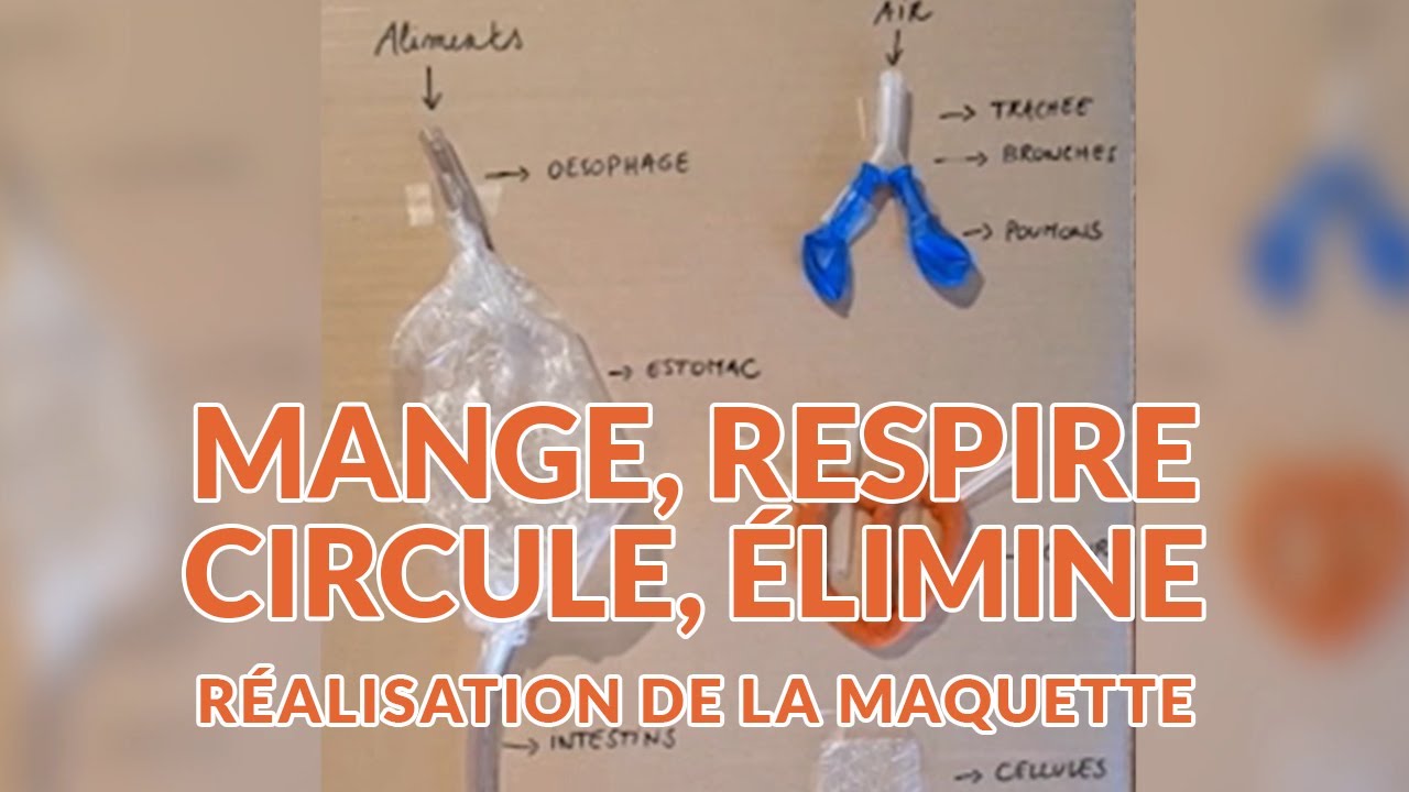 Mange, respire, circule, &eacute;limine - R&eacute;alisation de la maquette
