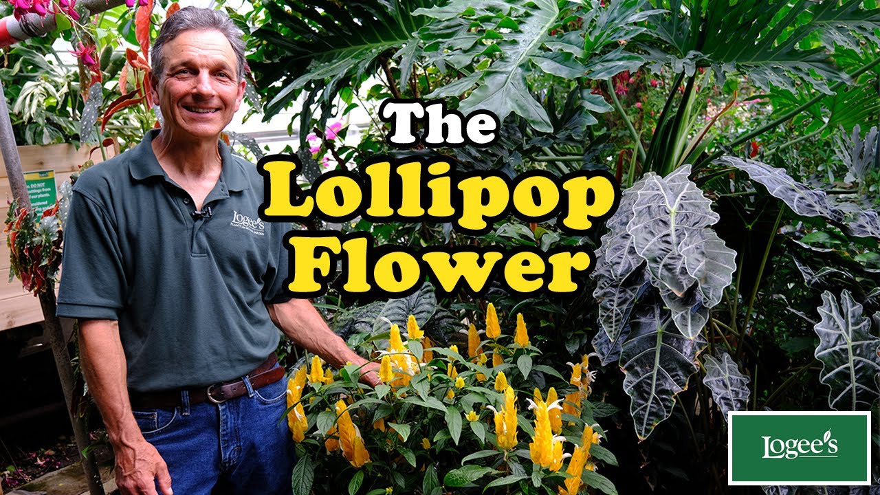 The Lollipop Plant ~ Easy to Grow and Almost Always in Flower!