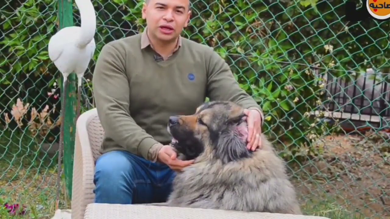 كلب كوكيجن . Caucasian dog