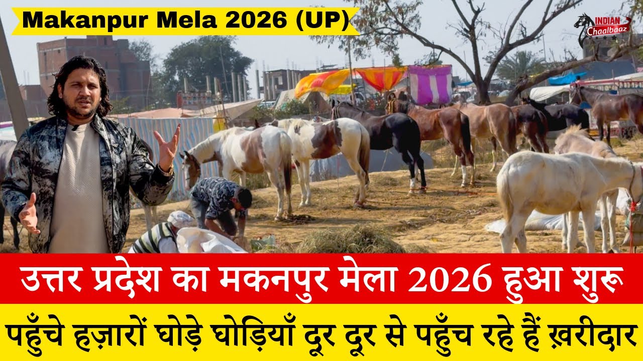 उत्तर प्रदेश का मकनपुर मेला 2026 हुआ शुरू पहुँचे हज़ारों घोड़े घोड़ियाँ Makanpur Mela 2026