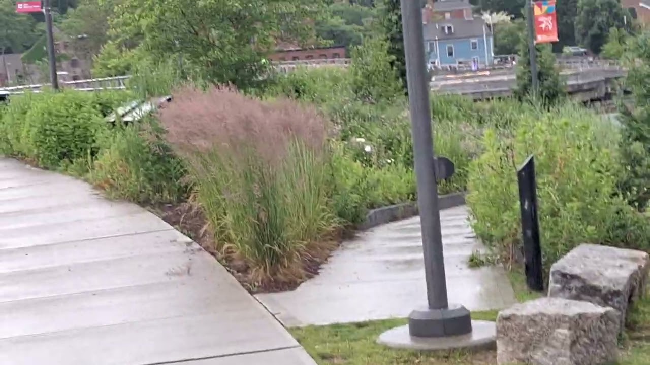 more rabbits  in park