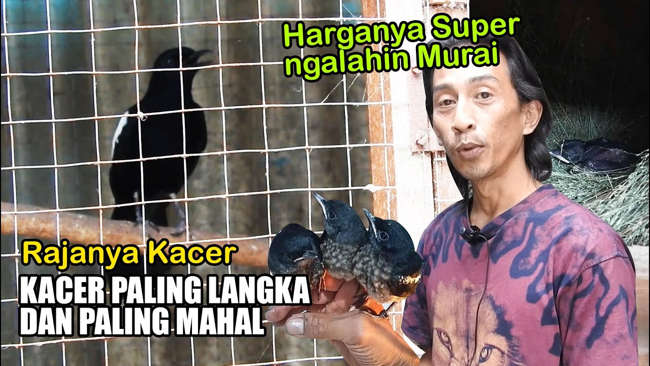 PETERNAK SUKSES SPESIALIS BURUNG KACER WULUNG RAJA DARI BANDUNG, KACER PALING LANGKA & PALING DICARI