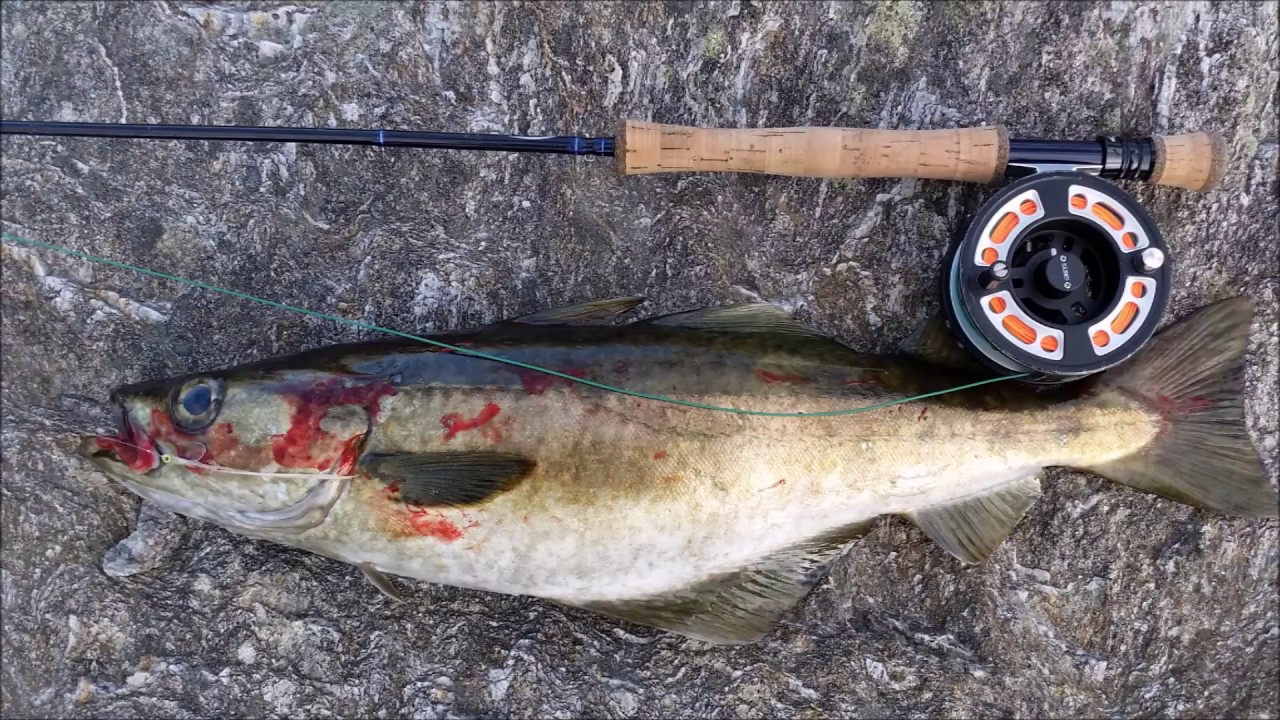 Uferangeln in Norwegen - Pollack auf Sandaal Fliege / Saltwater fly fishing - Pollock on sandeel fly