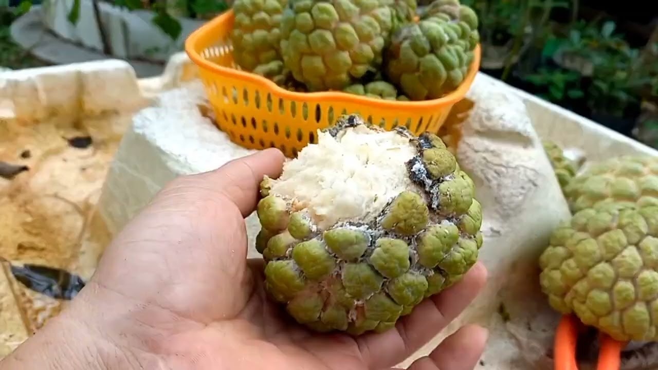 Hái Mãng cầu ta