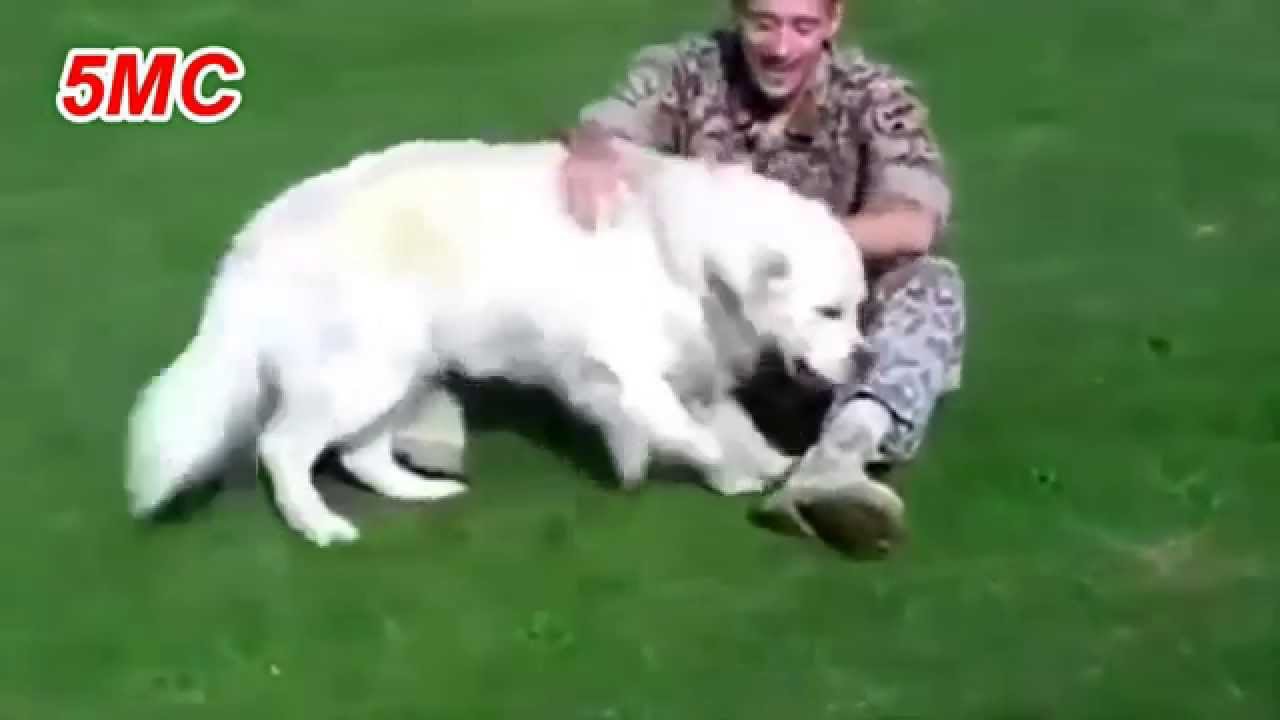 Dogs Welcoming Soldiers Home Compilation 2015 Part 2 5MC