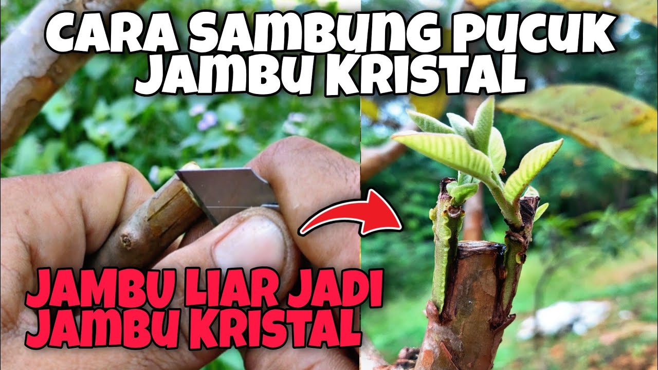 Memanfaatkan Jambu biji Untuk Produksi Jambu kristal Berkualitas | Sambung Pucuk Jambu Kristal
