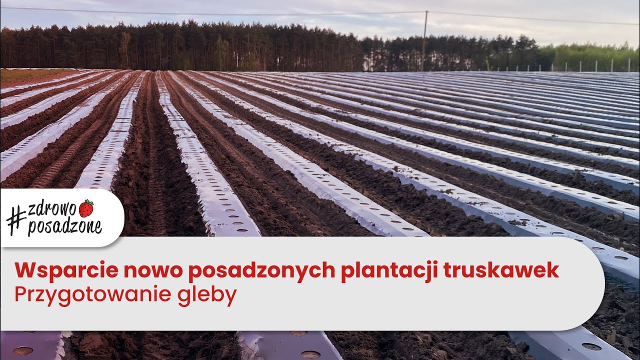 Wsparcie nowo posadzonych plantacji truskawek. Przygotowanie gleby.
