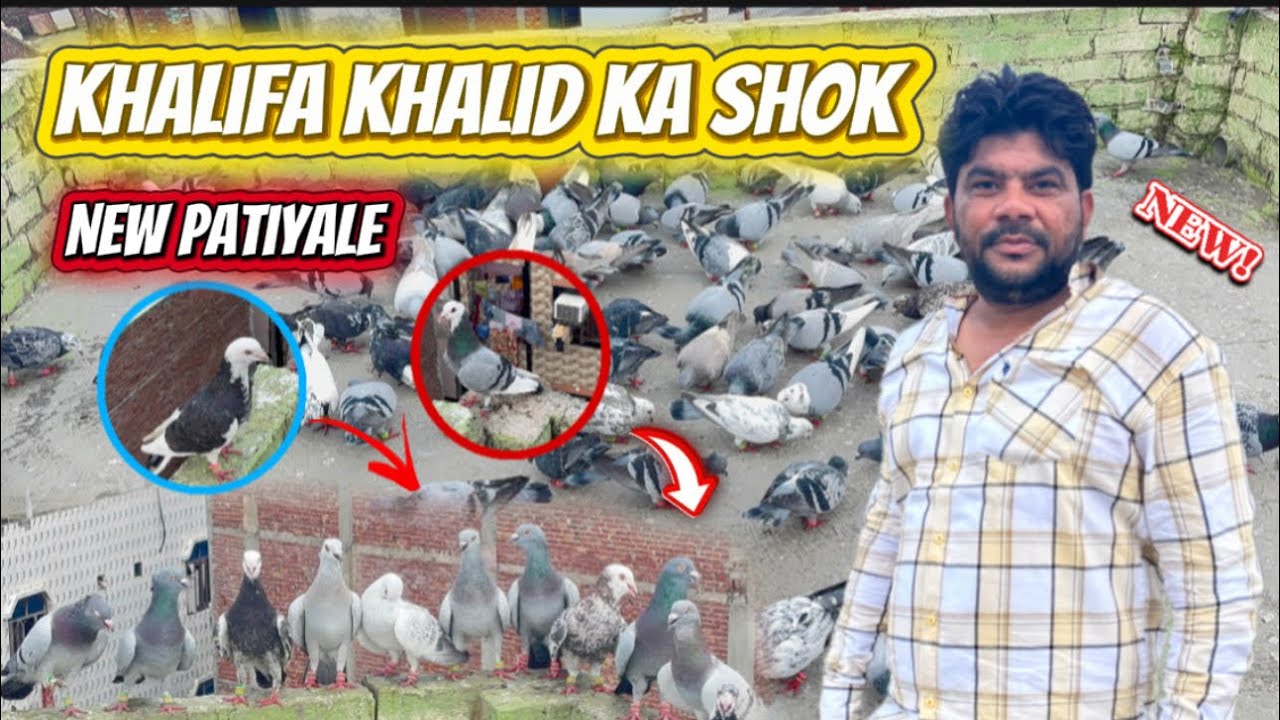 Khalifa Khalid Ka Shok 😍 || New Patiyale Kabootar 🕊️  || Ustad Pammi Talim 😯 || 18 September 2025