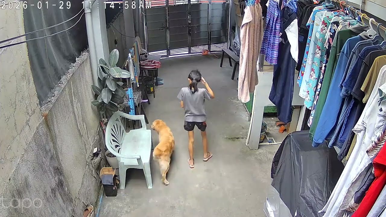#loveanimals