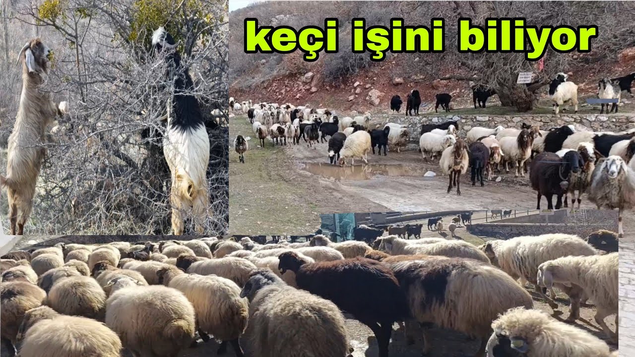 DAĞDA KÖPEKLERİM BEN OLMASAM BİLE YEMEK SOFRASINA YANAŞMAZLAR