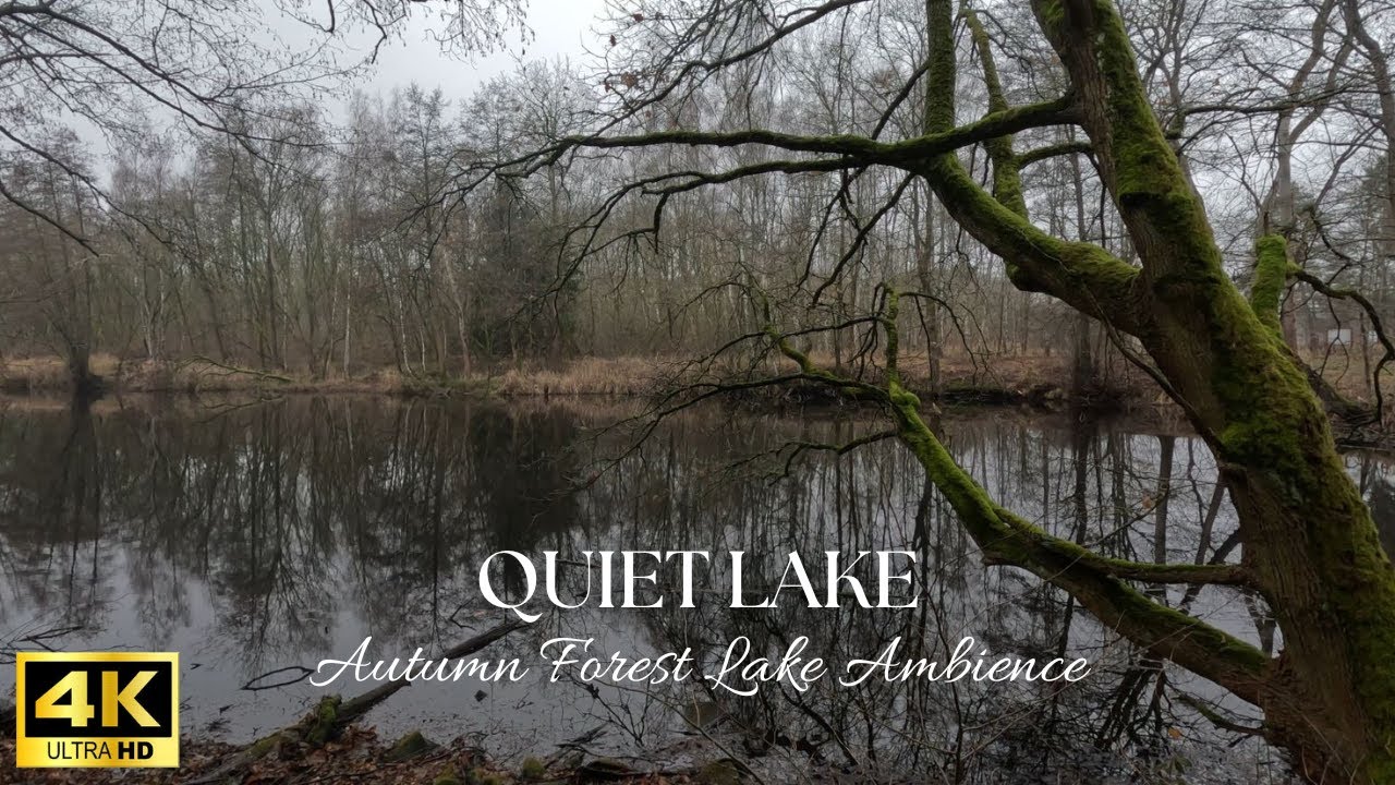 Autumn Forest Lake Ambience – Still Water, Mossy Trees & Quiet Woodland (No Loop)