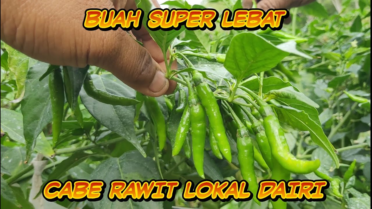 Cabe Rawit Lokal Dairi