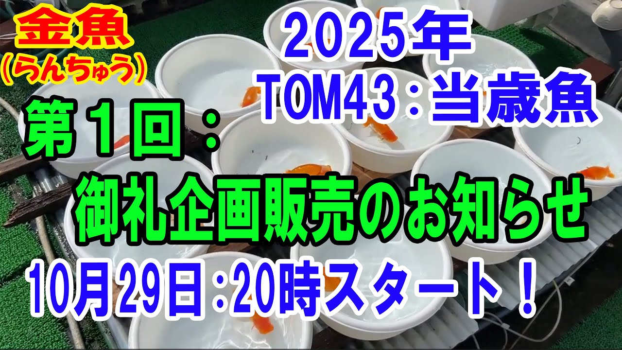 らんちゅう（金魚）ブリーダーの飼育記録No.328：2025年TOM43：当歳魚　第１回：御礼企画販売の知らせ！10月29日：２０時スタート！