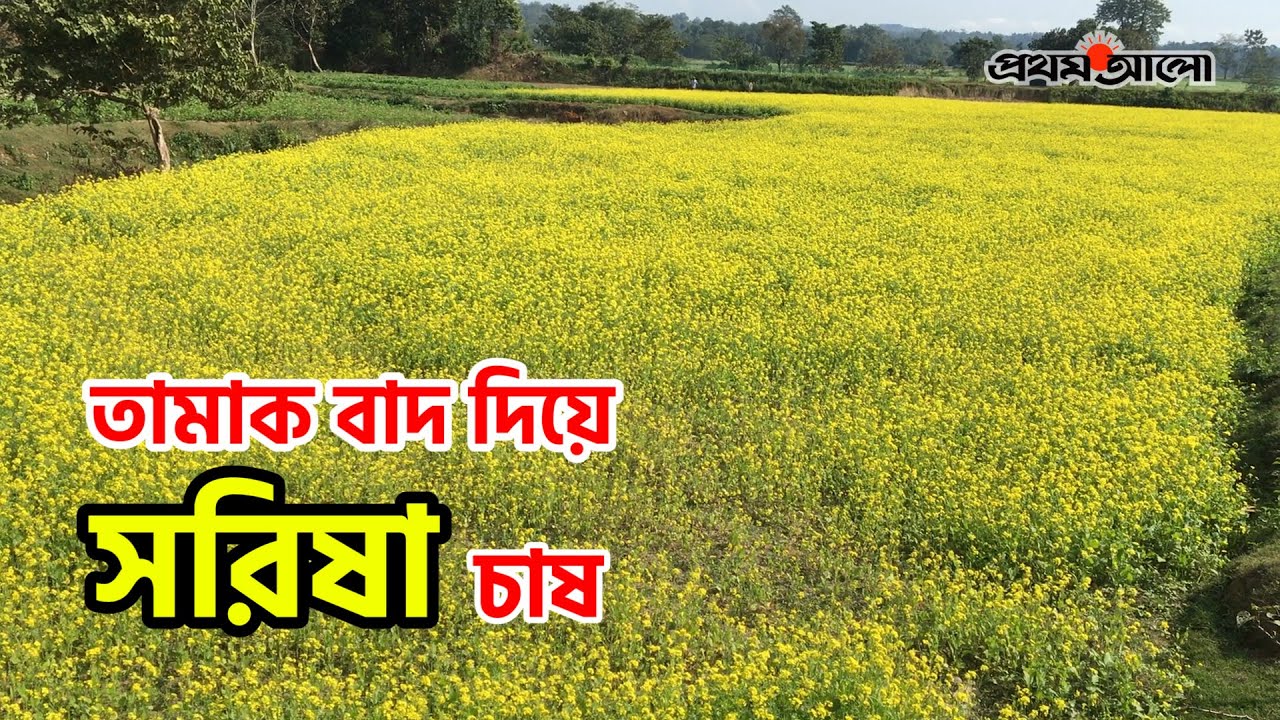 তামাকের রাজ্যে সরিষা চাষে সফলতা | Prothom Alo