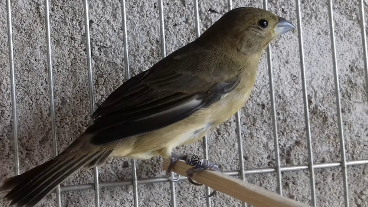 Piado de fêmea para foguea COLEIRO OU PAPA CAPIM Com pequenos intervalos