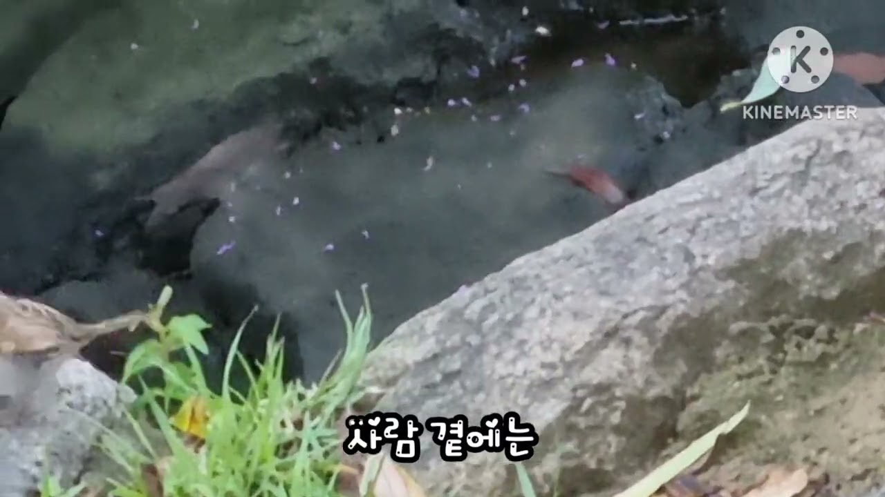참새 추억