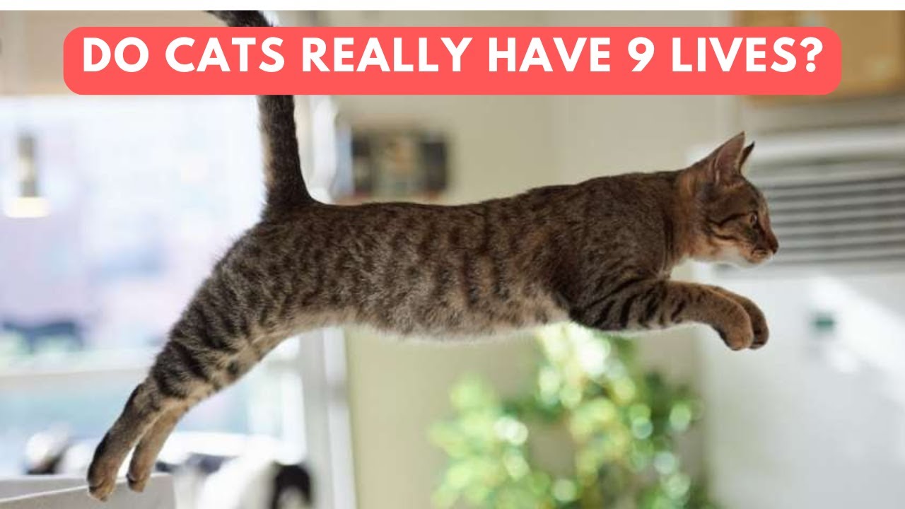 Discover the Myth: Do Cats Really Have 9 Lives?