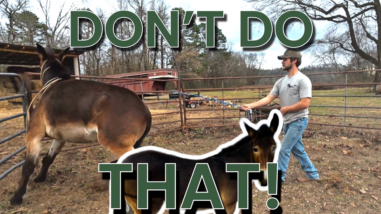 Training a MULE | desensitization￼,￼￼ softness and a TRICK- Part 1