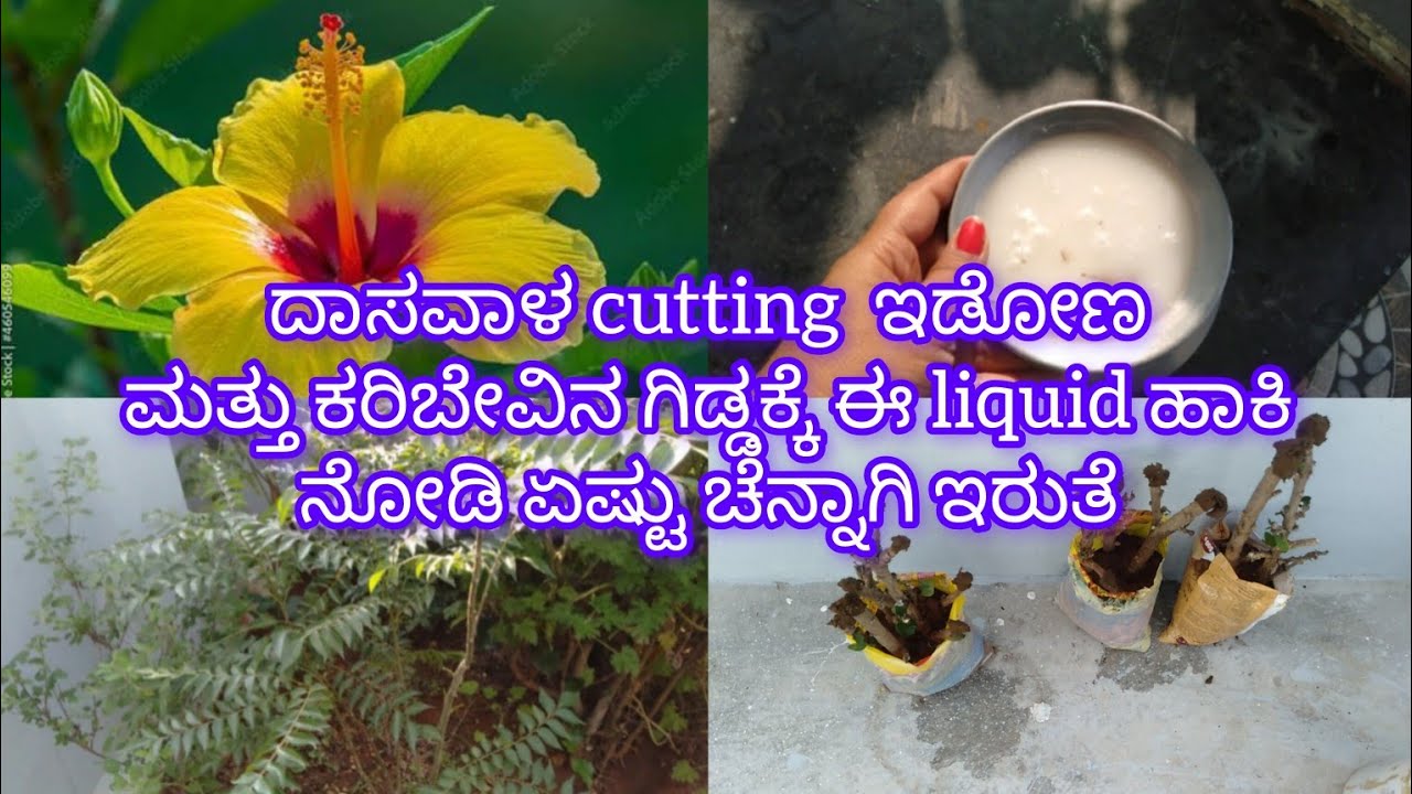 ದಾಸವಾಳ cutting ಹೇಗೆ ಇಡೋದು ಹೇಗೆ ನೋಡಣ ಬನ್ನಿ #youtubeshorts #youtubetips #youtube