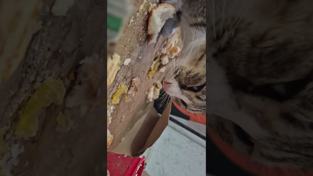 KEDİLER NASIL BESLENİR  ( HOW CATS ARE FEEDİNG)