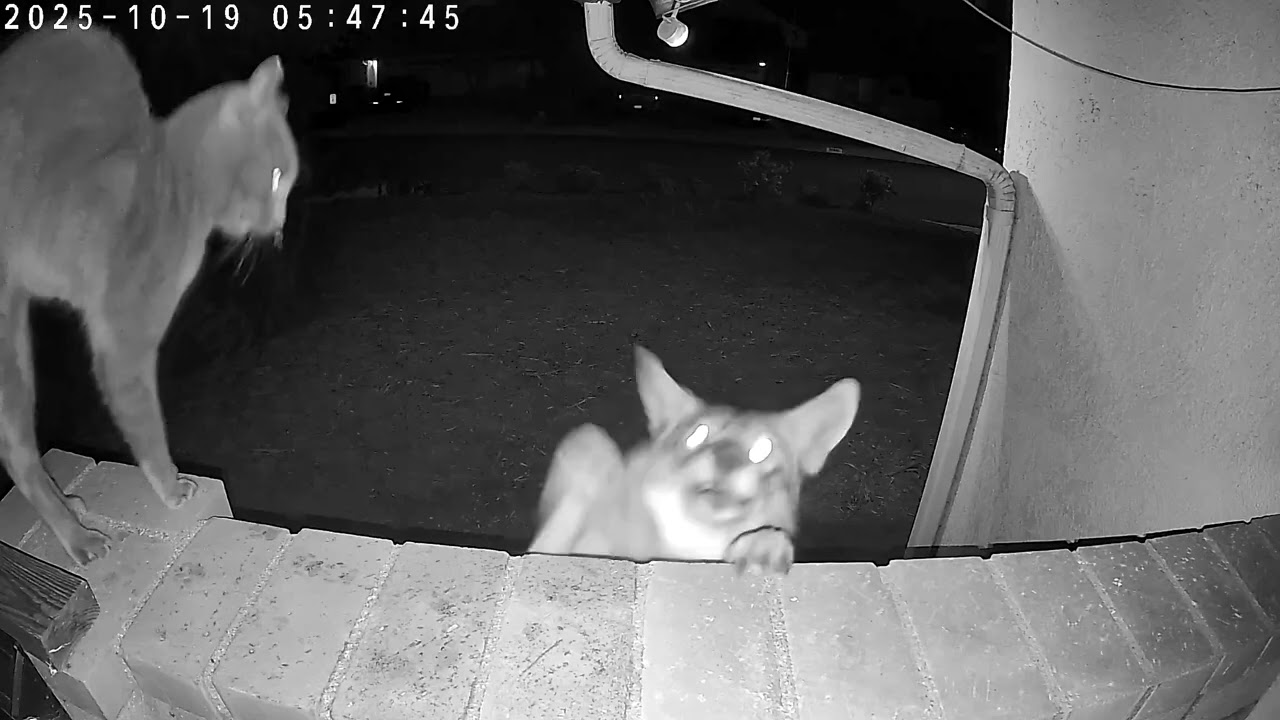 Cat 🐱 vs Coyote 🦊