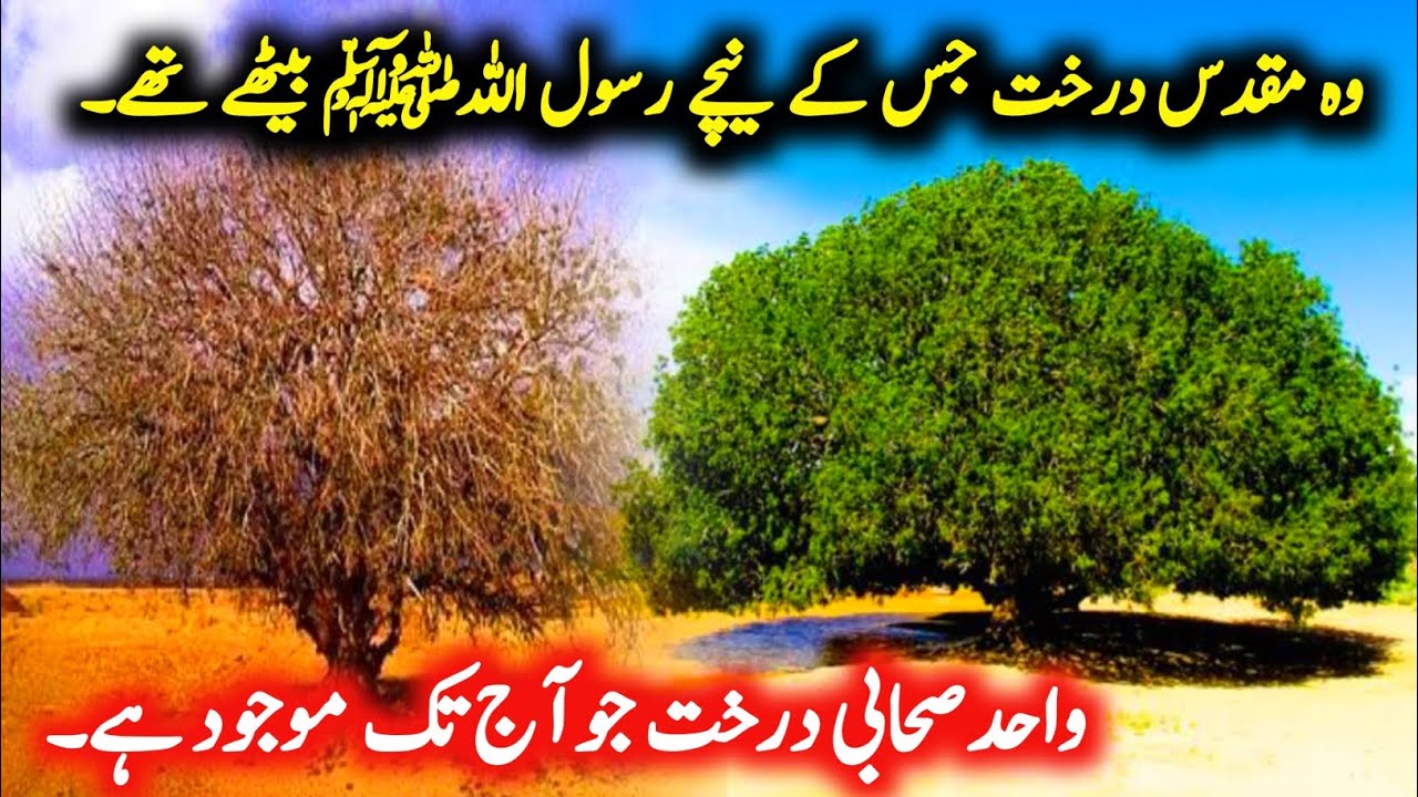 Sahabi Tree of Hazrat Muhammad SAW | The Blessed Tree in Jordan | Sahabi Tree in Jordan