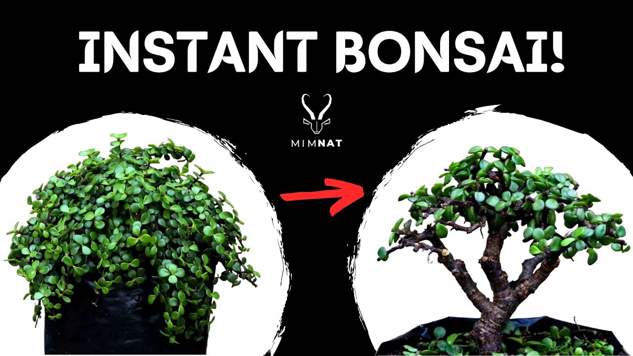 Transforming nursery stock into a Bonsai - Spekboom / Dwarf Jade