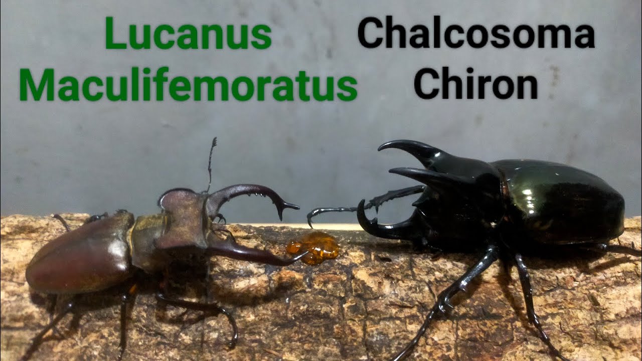 EP.118 Stagbeetle vs 3 horned beetle insects Pokemon Digimon battle exotic pets 