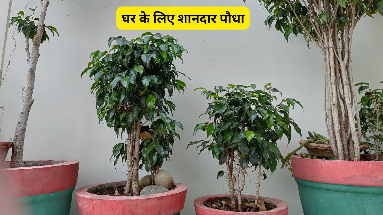 फाइकस की ऐसे करें देखभाल | All about FICUS PLANT,