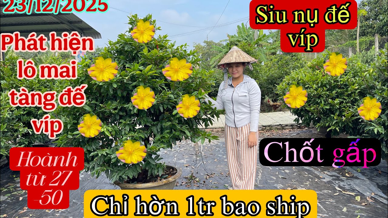 23/12/2025🌲vườn mai bạn thuý 0366166728 GL 1 lô  mai thuần chậu chơi tết cây củ đế víp hoành 27-50