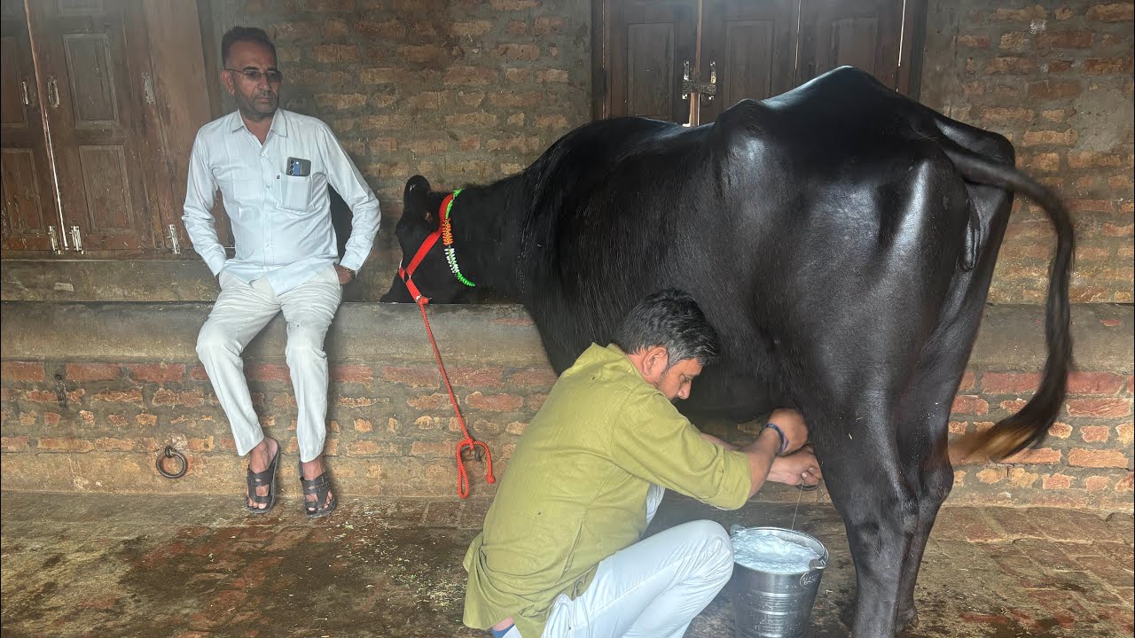 बाखडी झोटी 9 किलो दूध है है Bakhadi Buffalo for sale 