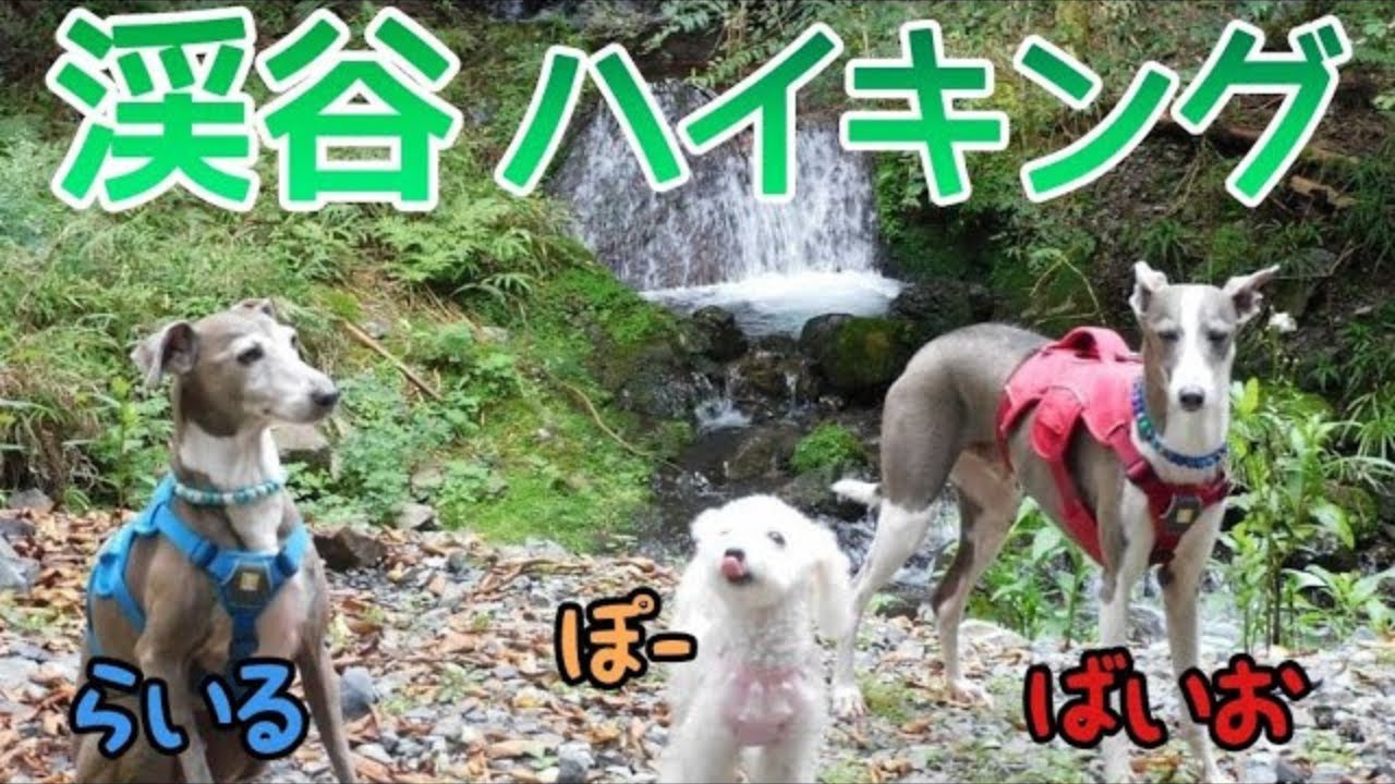 【初谷渓谷】イタグレのお友達と渓谷ハイキング！走って泳いで泥んこポーさん［再アップ］