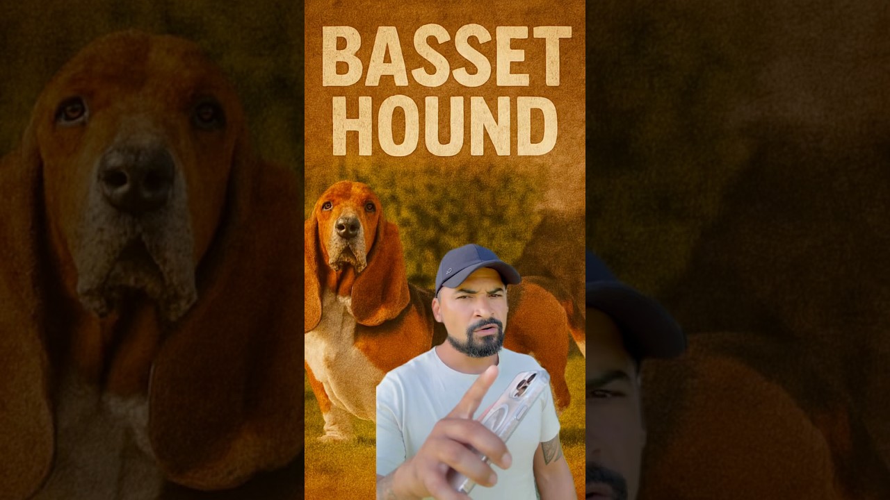 BASSET HOUND 