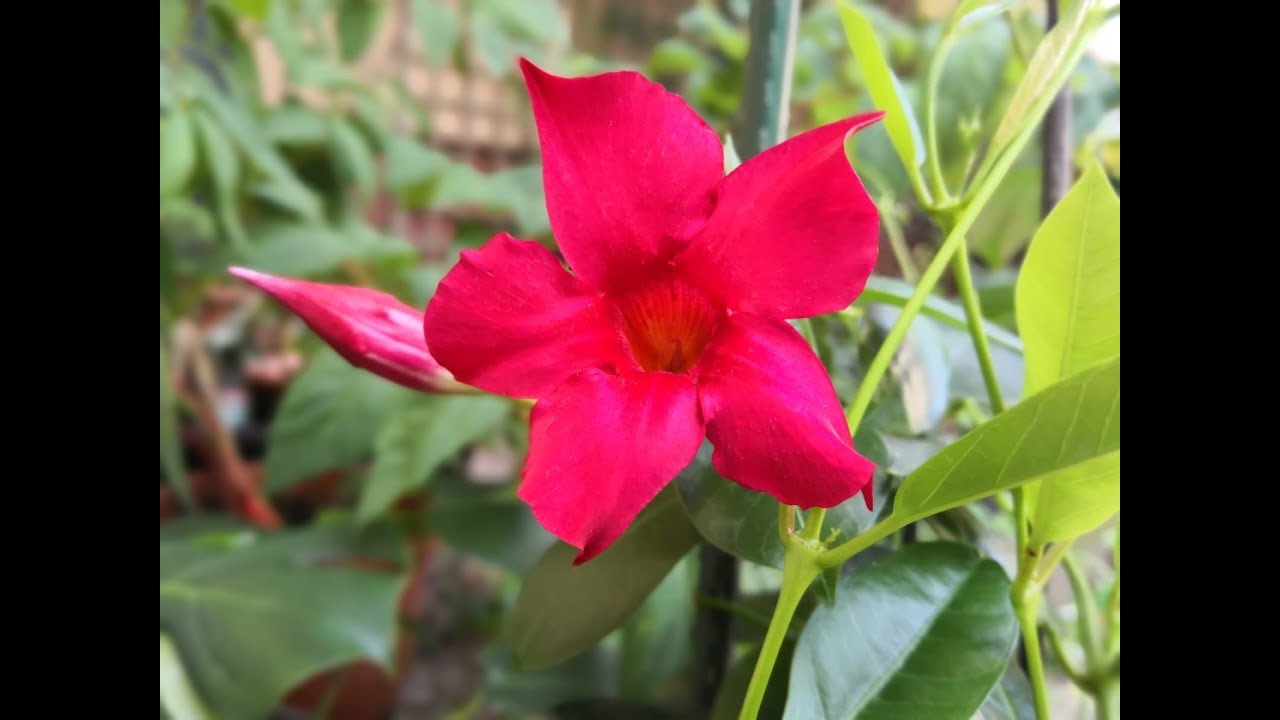 Dipladenia (Mandevilla) - esentialul despre ingrijire #ingrijireaflorilor