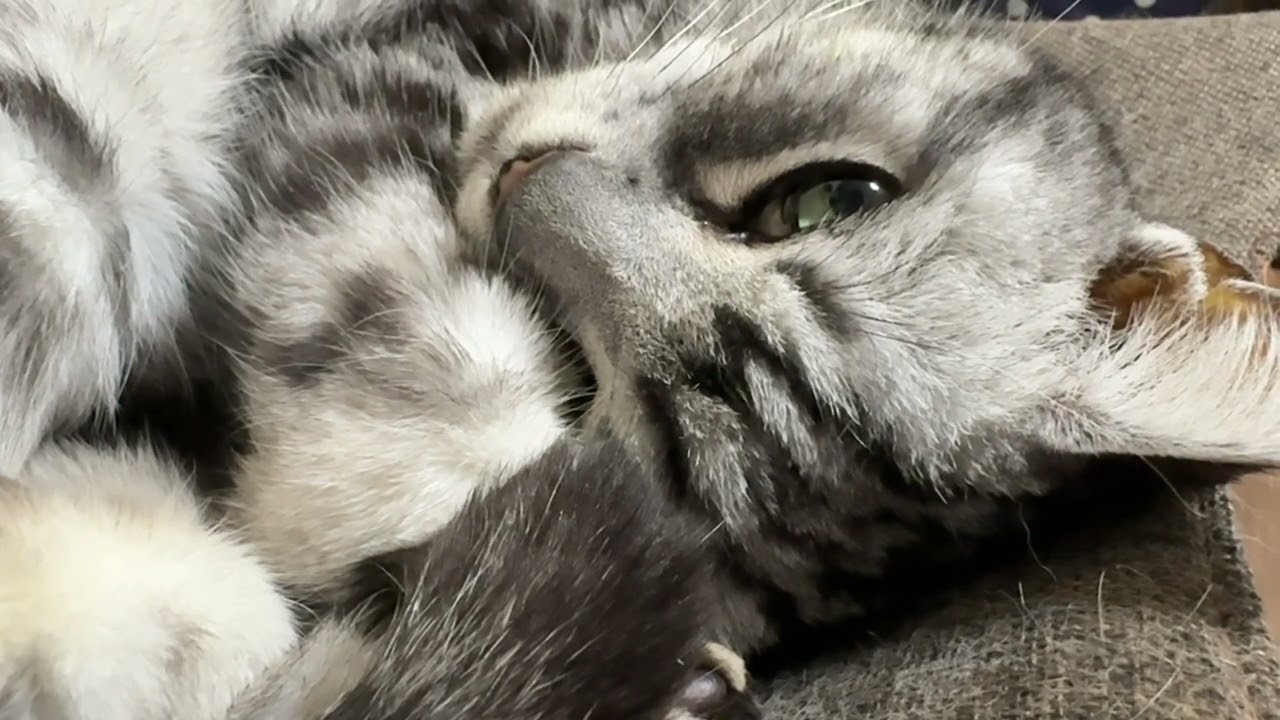 【睡眠用ネコ】自分のゴロゴロ音でリラックスしている猫さん 1時間17分