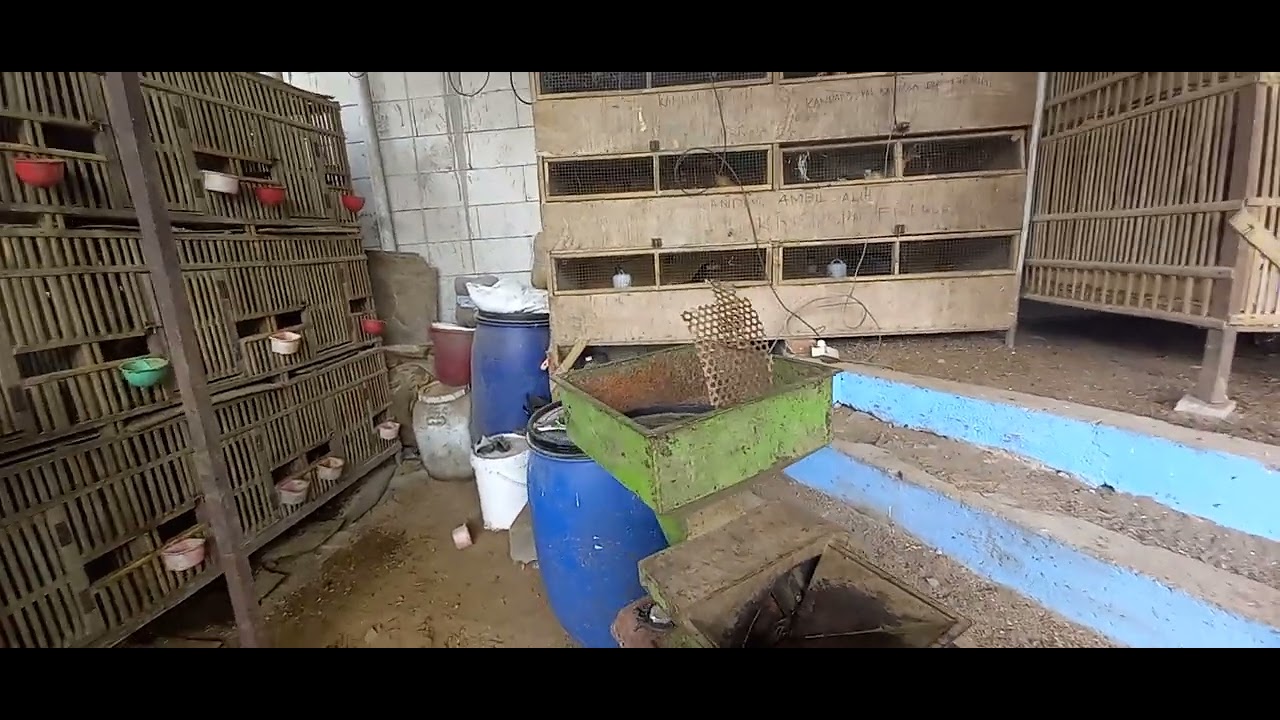 Kebun dan Kandang Pak Bayu Diningrat