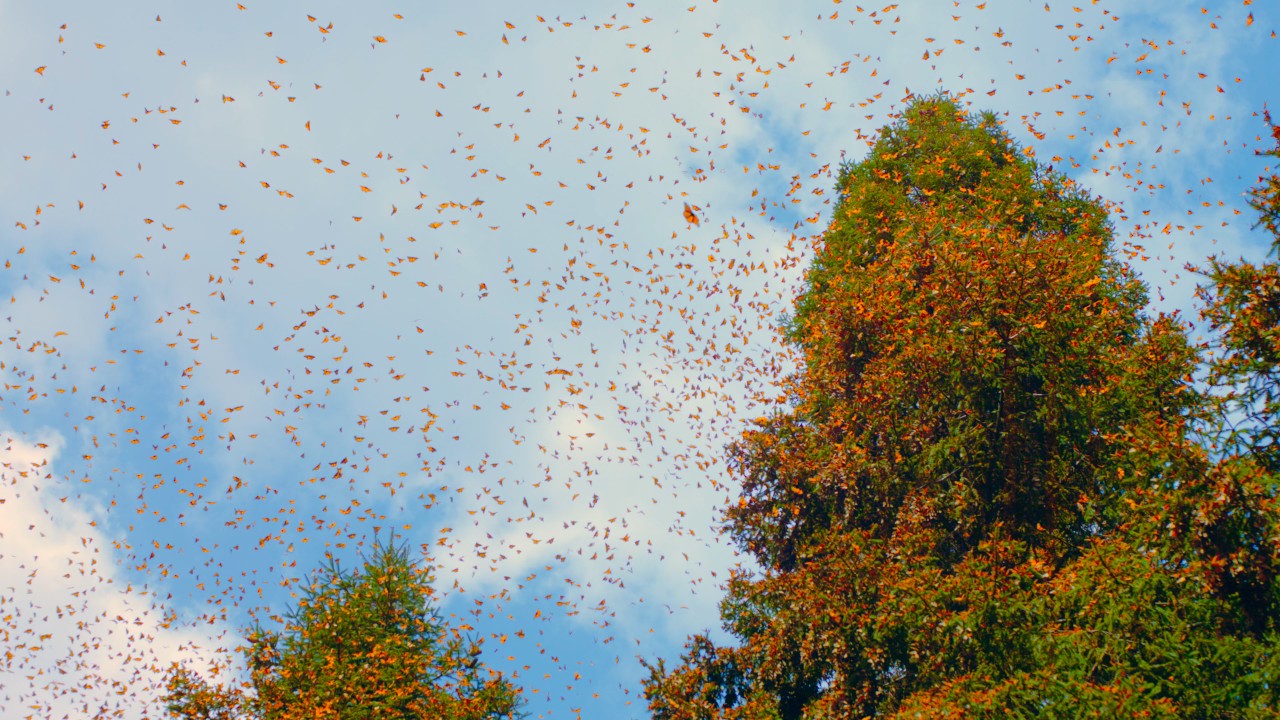 Real 4K HDR: Flight Of The Butterflies IMAX Clip in HDR
