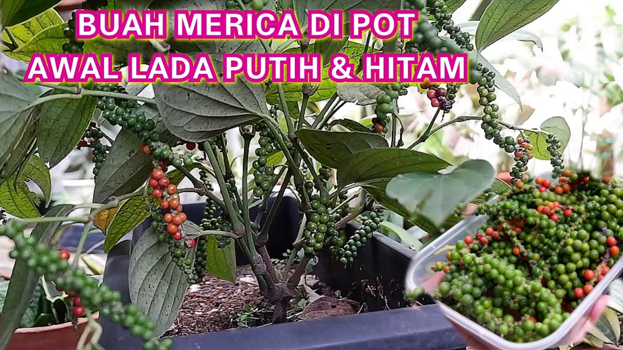 BUAH MERICA TUMBUH LEBAT. TANAM DI POT