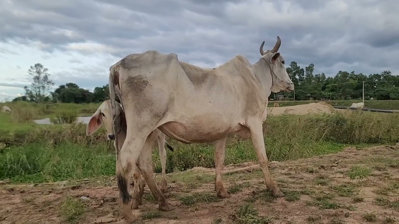 The cow won't let the calf eat.