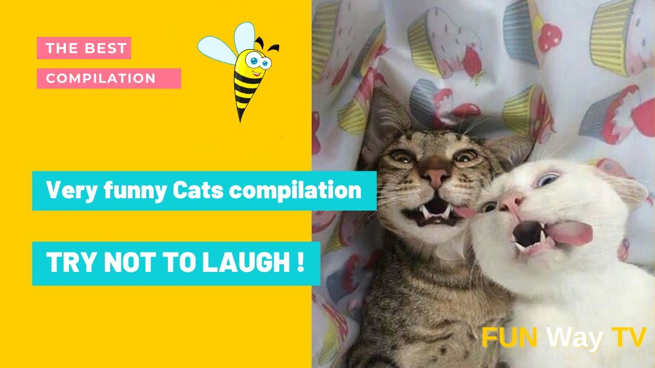 Funny cat 😺 videos 2021 | TRY NOT TO LAUGH 😂 | Very funny Cats compilation 😹