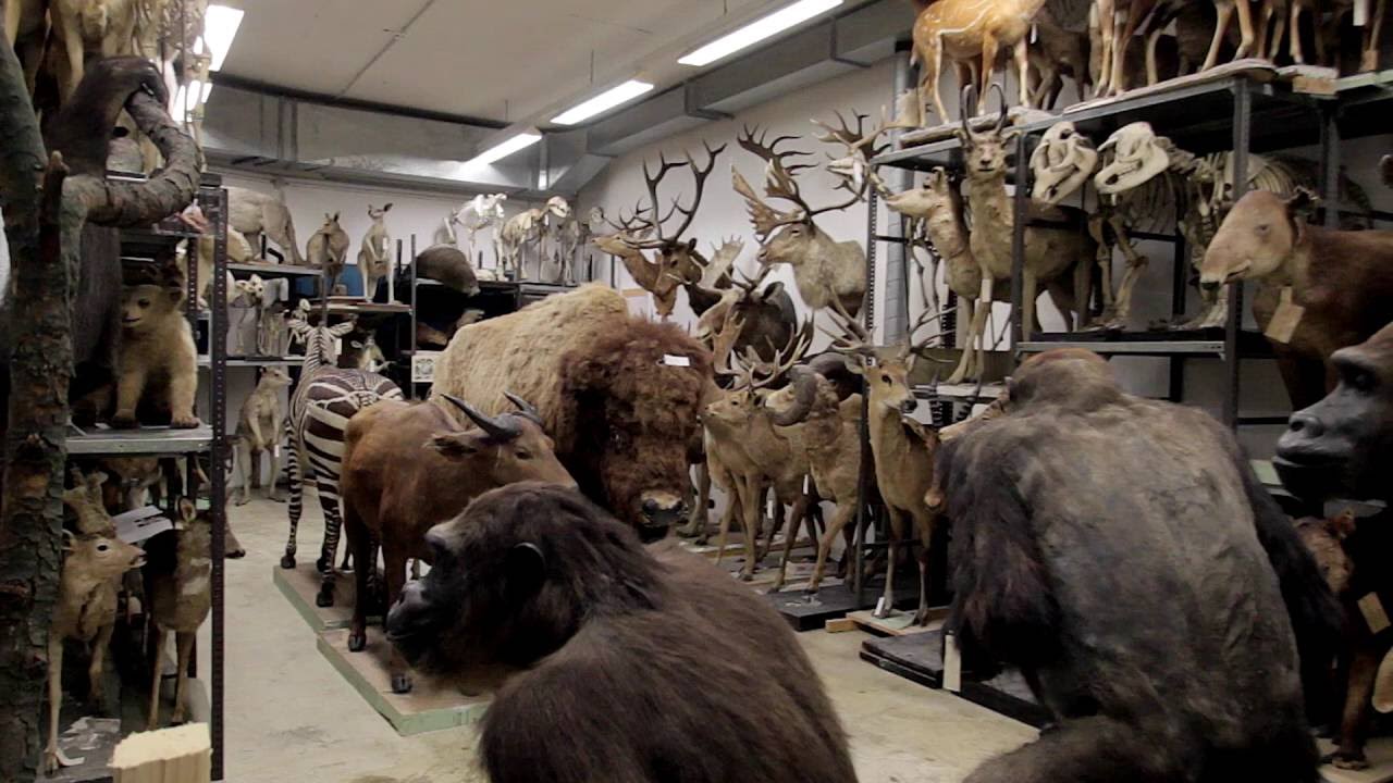 Staatliches Museum für Naturkunde Stuttgart
