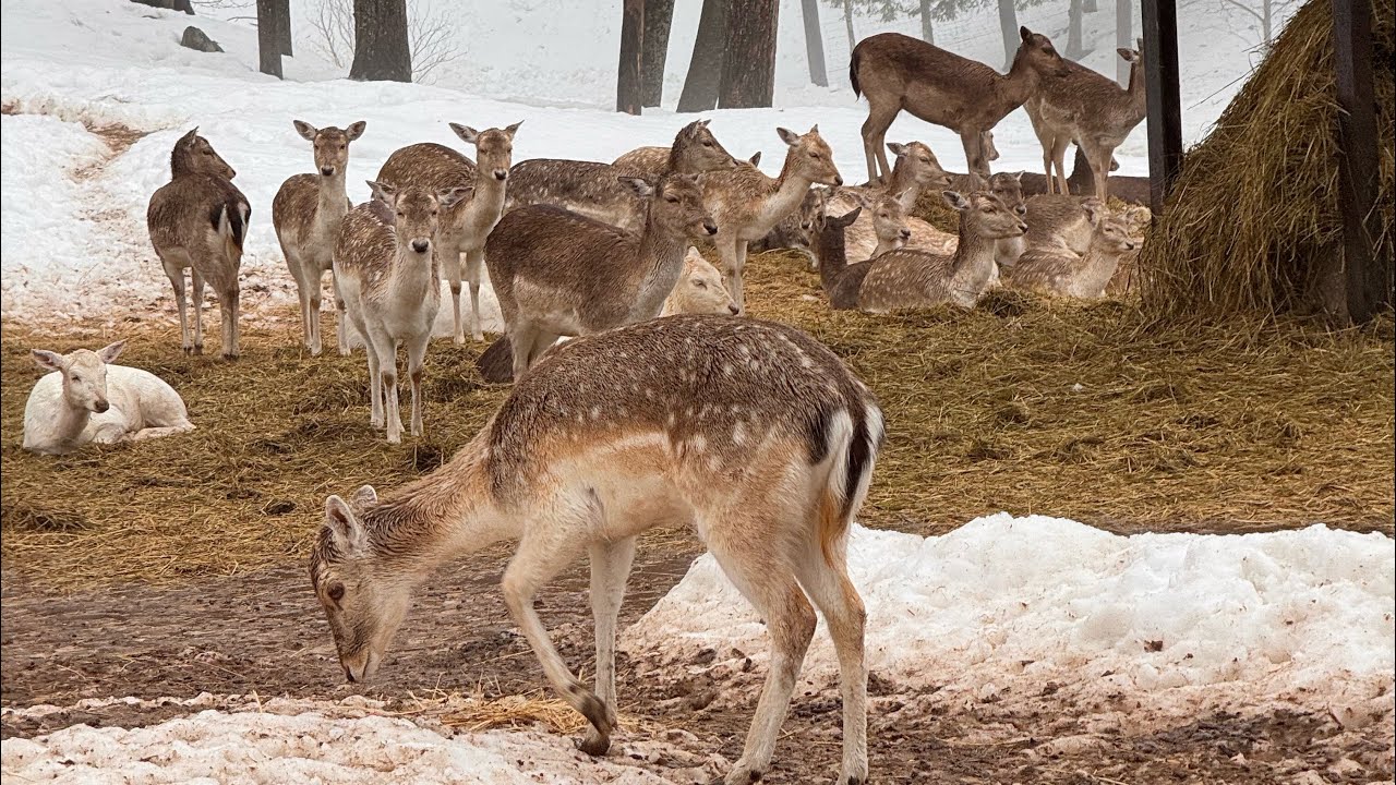 We Went to Parc Omega! 🦌 | Road Trip & Wildlife Adventure