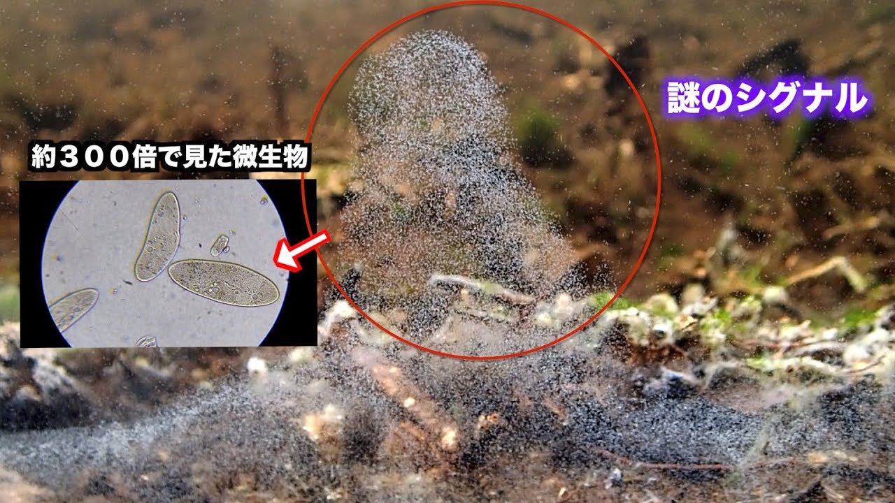 微生物水槽の謎のシグナル。顕微鏡を使ってチェック入ります。＃０１２